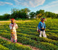 Sustainability and Tradition: The Wixárika Behind Our Peanut Butter